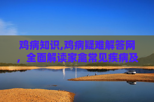 鸡病知识,鸡病疑难解答网，全面解读家禽常见疾病及其防治策略