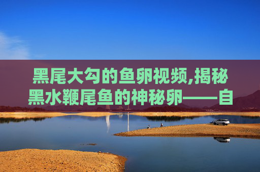 黑尾大勾的鱼卵视频,揭秘黑水鞭尾鱼的神秘卵——自然界中的奇迹