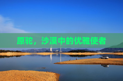 原驼，沙漠中的优雅使者